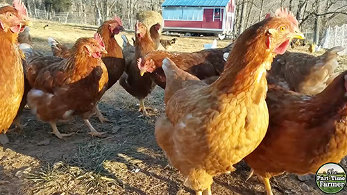 Chickens
