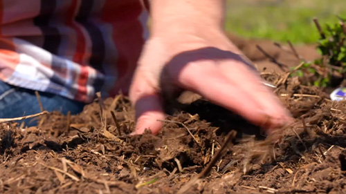 Planting seeds